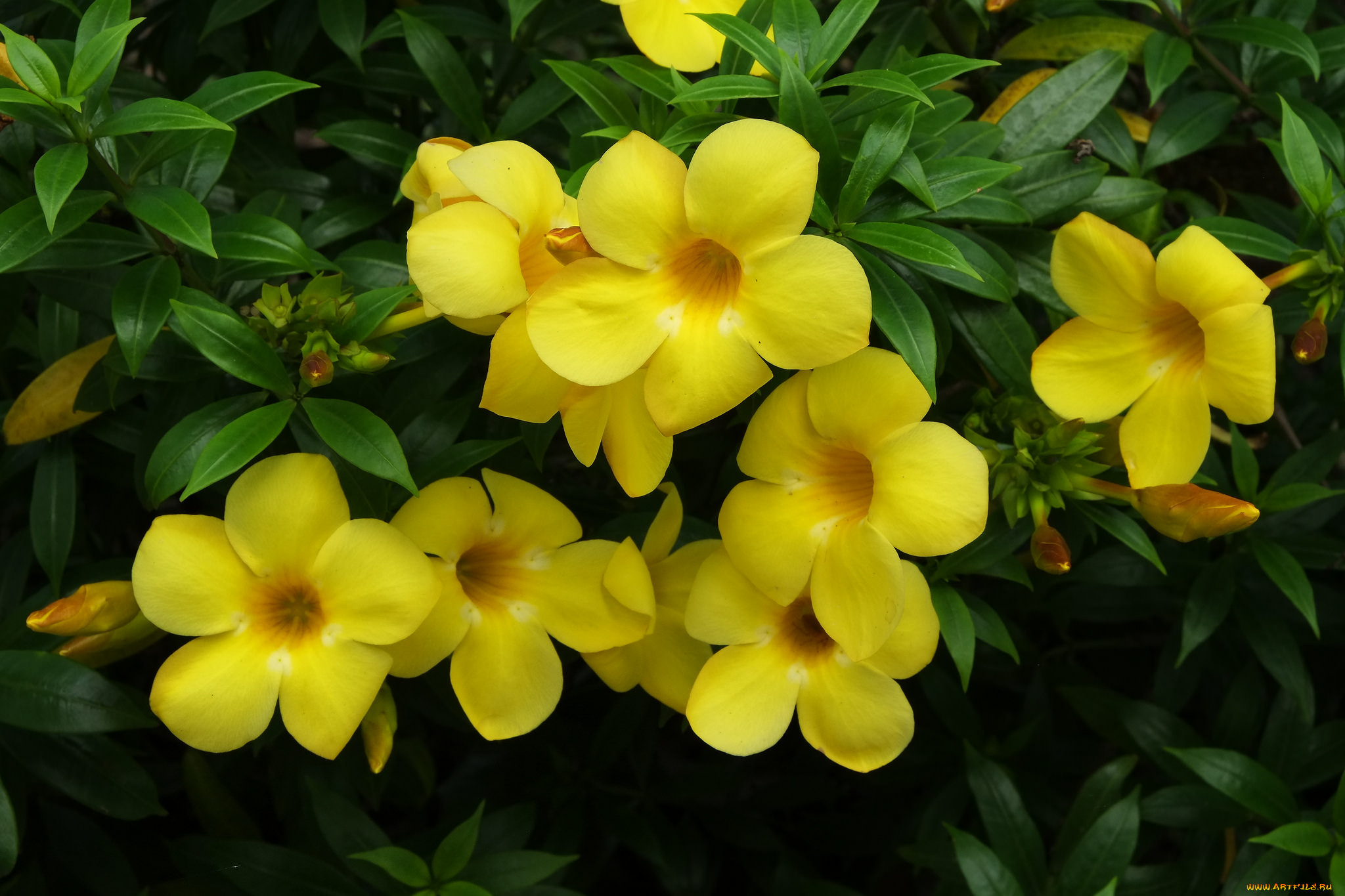 Комнатный цветок цветет желтыми цветами. Allamanda neriifolia. Алламанда слабительная. Алламанда олеандролистная.